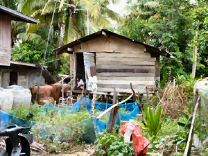 Buriram, leur habitation