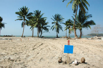 Tsunami de Thaïlande 26 décembre 2004